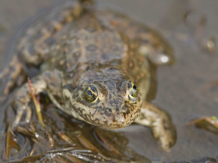 Help recover the precious frog