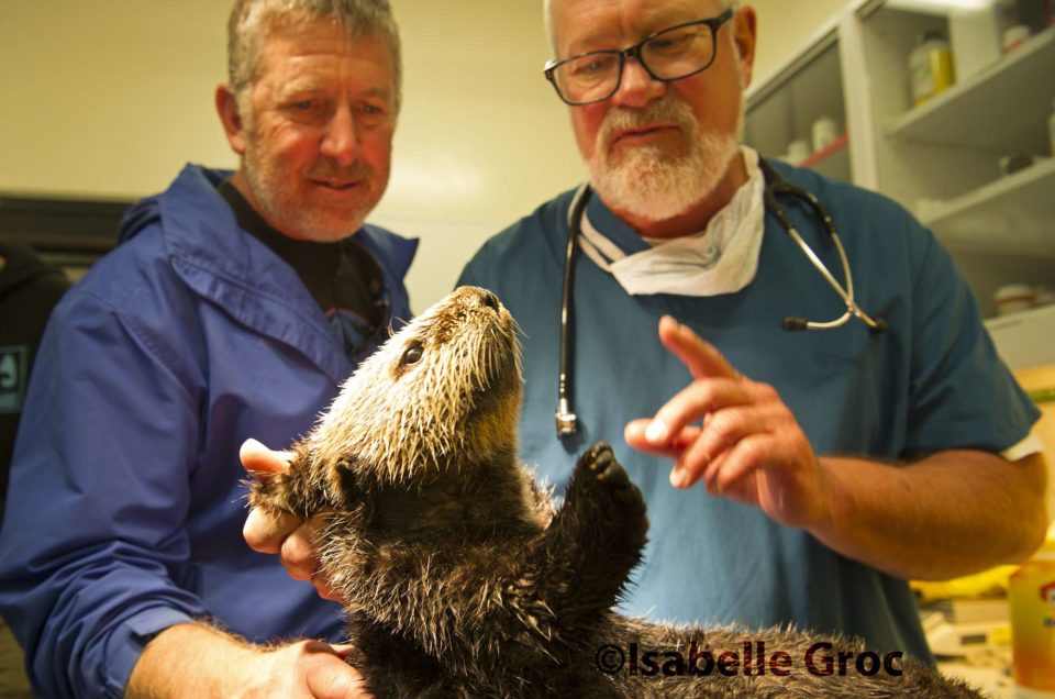 Face to Face with Sea Otters