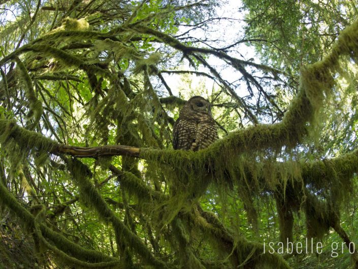 Northern Spotted Owls