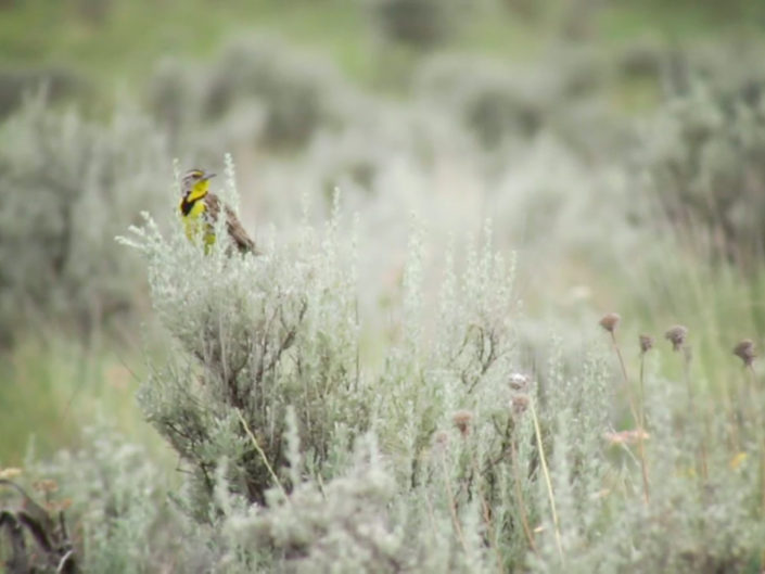 Birds of the Okanagan: A Vanishing Legacy