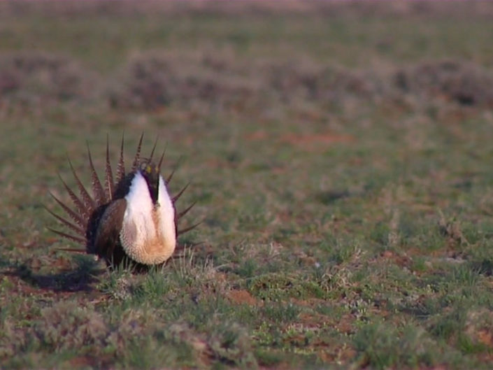 Can Sage-Grouse Be Saved Without Shutting Down the West