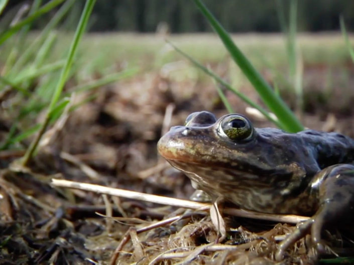 Precious Frog: Symbol of a Vanishing Wetland