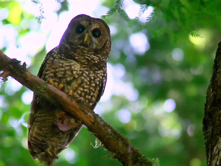 Shooting Owls to Save Other Owls