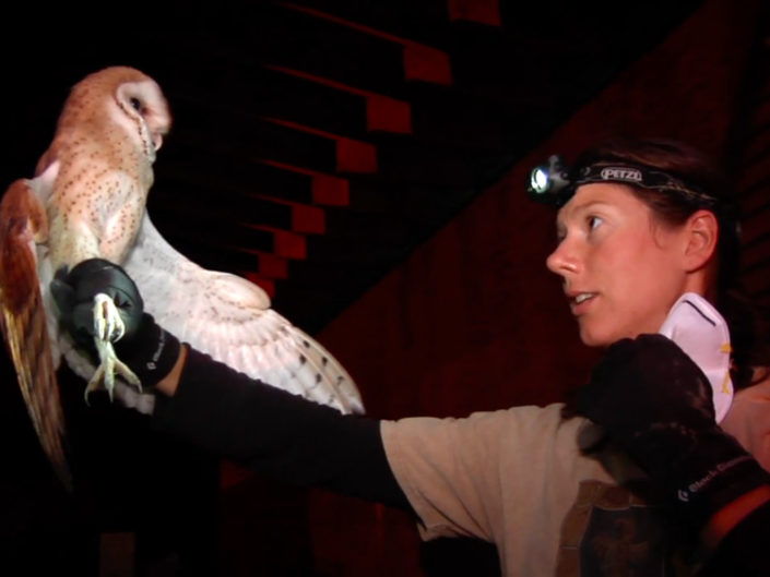 Silent Flight: Conserving the Barn Owl