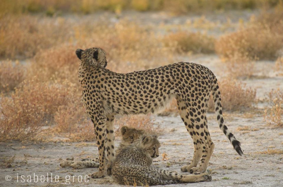 The cheetah and the dog