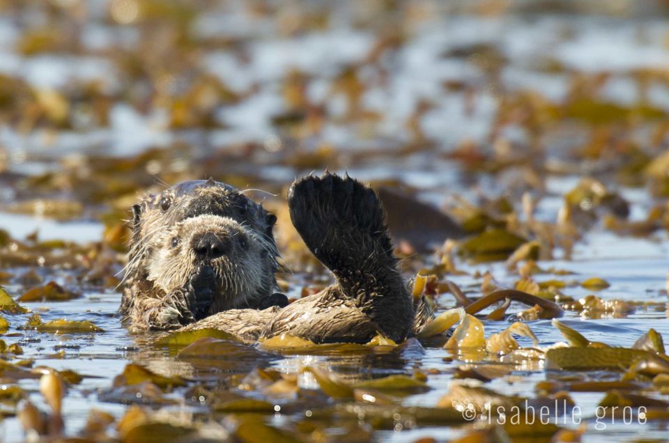 Photo tour announcement:  Sea Otter Coastal Systems – June 24-28, 2018