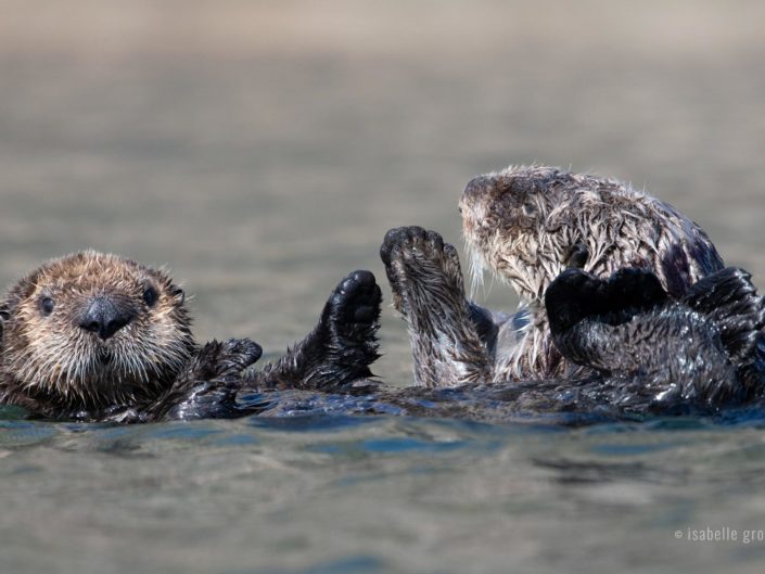 Sea otters