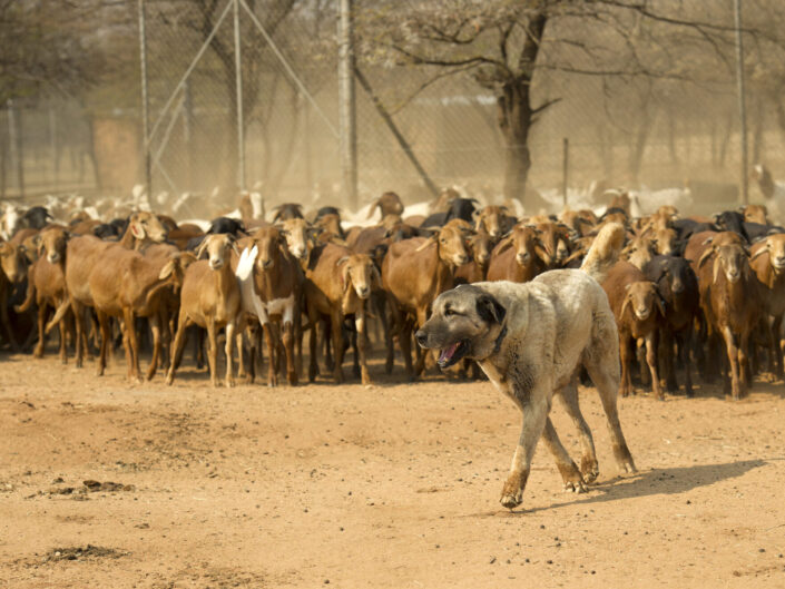 Human-Wildlife Coexistence