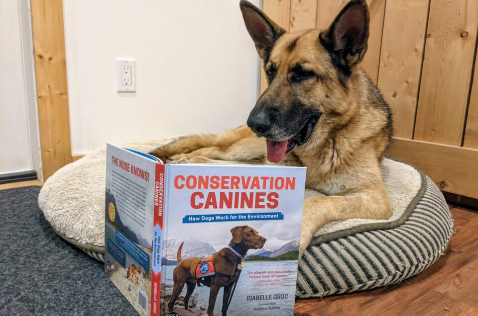 Conservation Canines in the Media