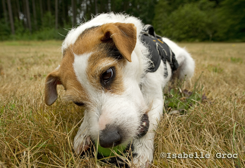 Casey: A conservation canine love story